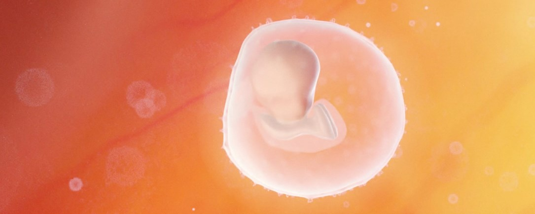 Gravid vecka för vecka - Graviditetskalender - Libero